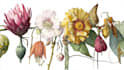 illustrate best botanical illustration