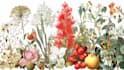 do a botanical illustration