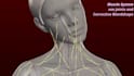 don3d vrchat rigging rig vrm vtuber vroid rig auto pro rig mayarig blender rig