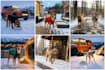 create authentic ugc pet content with real dogs