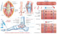 design annotated conceptual anatomy illustrations