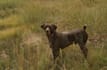 create pet product videos in beautiful colorado