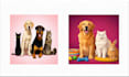 turn your fur babies into a stunning vector art in 24hrs