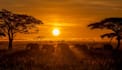 plan your perfect tanzania safari