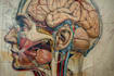 design medical and scientific illustration