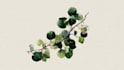 do a botanical illustration