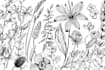 do best botanical line art illustration