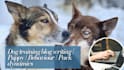 write expert articles about dog behavior