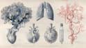 do medical and scientific illustrations