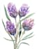 do botanical illustration, botanical family paintings