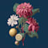 do a botanical illustration