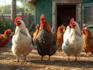 guide you to breed and grow fancy chickens successfully
