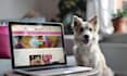 design high converting shopify pet store, pet dropshipping website, pet store