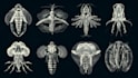 create anatomy, medical, and scientific illustrations
