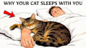 animated cat explainer videos like felune
