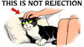 animated cat explainer videos like felune