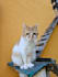creating content with cats