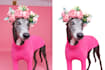 do professional image cut out, background removal, and alpha masking