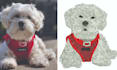 convert logo embroidery digitizing into dst, pes, vp3, jef, exp, asap