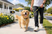 create a professional dog training ebook pet guide