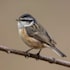 draw any bird species for you