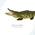 create detailed wildlife scientific illustration