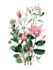 design a botanical illustration