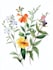 design a botanical illustration