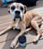 create authentic and engaging pet dog ugc videos