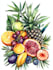 illustrate best botanical illustration