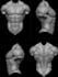sculpt 3d realistic body