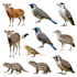 draw all kinds of animals