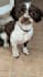 create authentic small dog ugc video ads