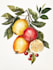 draw a botanical illustration