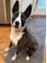 create pet ugc videos with my two dogs