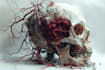 create scientific and medical illustrations