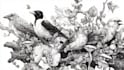 create pen and ink illustrations