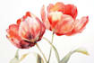 draw a watercolor illustration