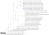 perform phylogenetic tree analysis and evolutionary study