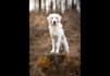 create professional ugc video with cat, dog in german