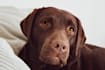 create authentic dog ugc videos in german