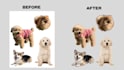 cute stickers with animals and pets