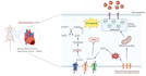 create scientific illustrations and graphical abstracts