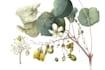 create detailed botanical illustrations and plant art