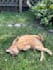 create a cat ugc video for your pet products or services