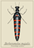 do scientific illustrations animals and zoology