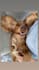 create authentic dog ugc videos for pet brands