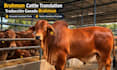 translate pasture and forage content
