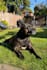 create dog ugc for your pet brands products