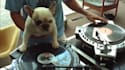 do this funny dj dog playing  video ad